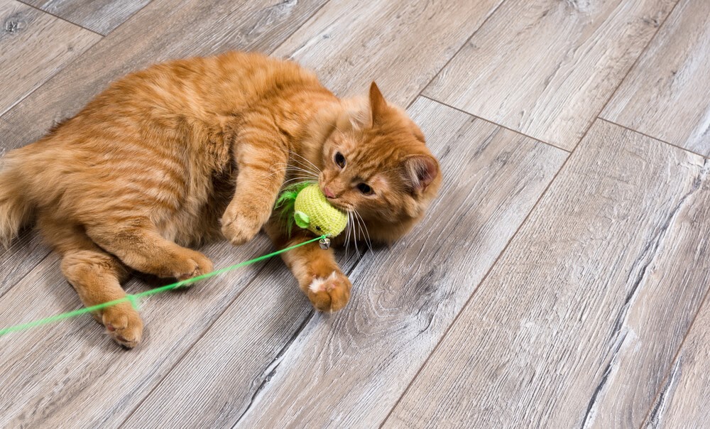 toys for active indoor cats